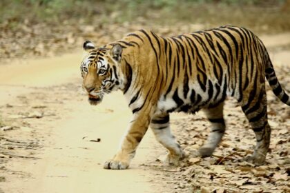 A stunning view showing the majestic tiger in Kanha National Park during the daytime.