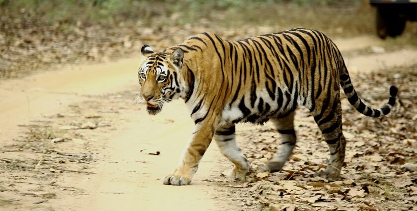 A stunning view showing the majestic tiger in Kanha National Park during the daytime.