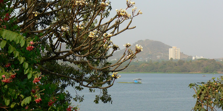 Powai Lake is surrounded by greenery with a mountain behind the distant urban skyline.