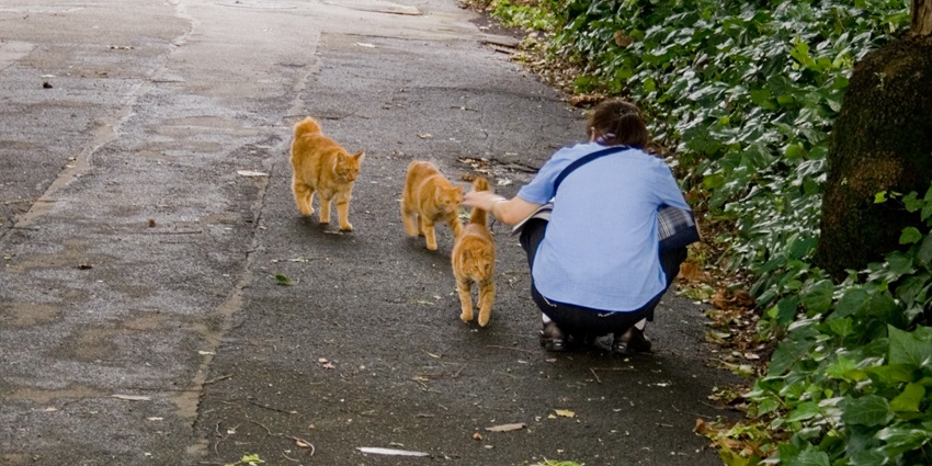 A picture of a few orange cats at a pet sanctuary with the caretaker pampering them