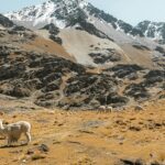 Picturesque view of Sheep in a mountain valley covered in snow - Puga Valley in Ladakh