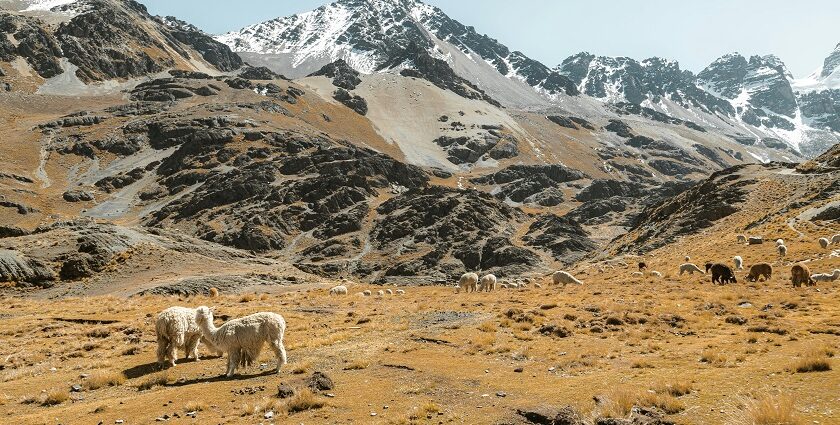 Picturesque view of Sheep in a mountain valley covered in snow - Puga Valley in Ladakh