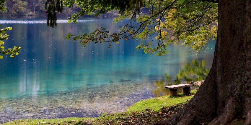 An image of the tranquil scene of a lake surrounded by trees and a park bench.
