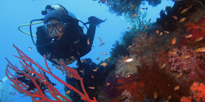 A diver diving in the blue waters of Raja Ampat seascape among red corals and tiny fishes