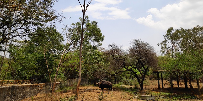 Rajiv Gandhi Zoological Park is among the best places to visit in Pune with family.