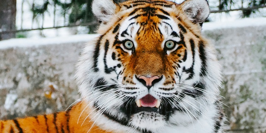 A fierce tiger spotted at the famous Rajiv Gandhi Zoological Park in Maharashtra.