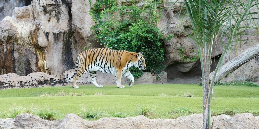 A tiger in the Rajiv Gandhi Zoological Park, featuring a wide pathway lined with trees.