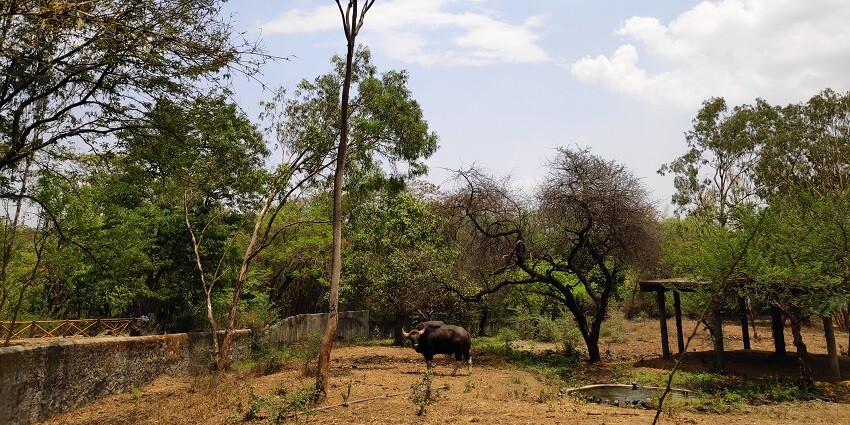 An image of Rajiv Gandhi Zoological Park, which includes enclosures and a lot of green land.