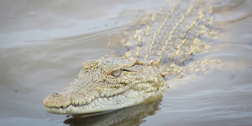 A crocodile at Rajiv Gandhi Zoological Park, one of the top Pune picnic places.