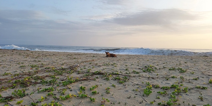 A breathtaking sunset paints Rajodi Beach, one of the places to visit in Virar, in vibrant hues.