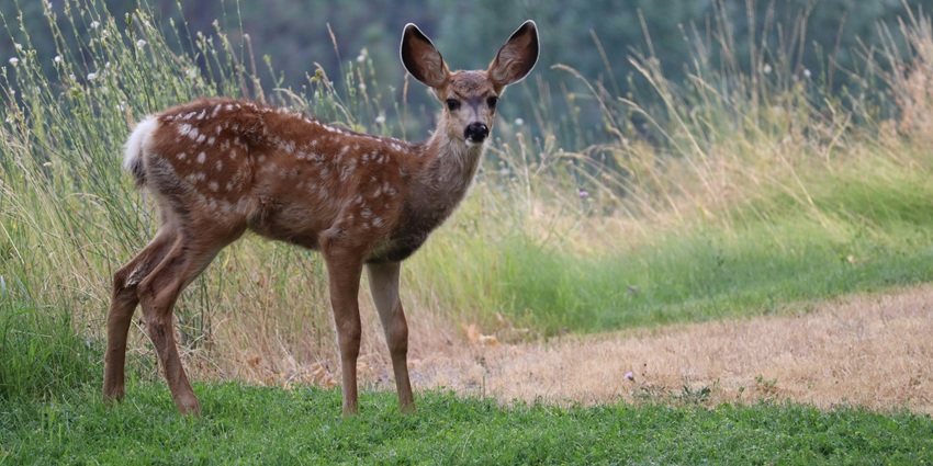 Spotted deer grazing at Rajokri Deer Park - one of the places to visit near Gurgaon for weekend.