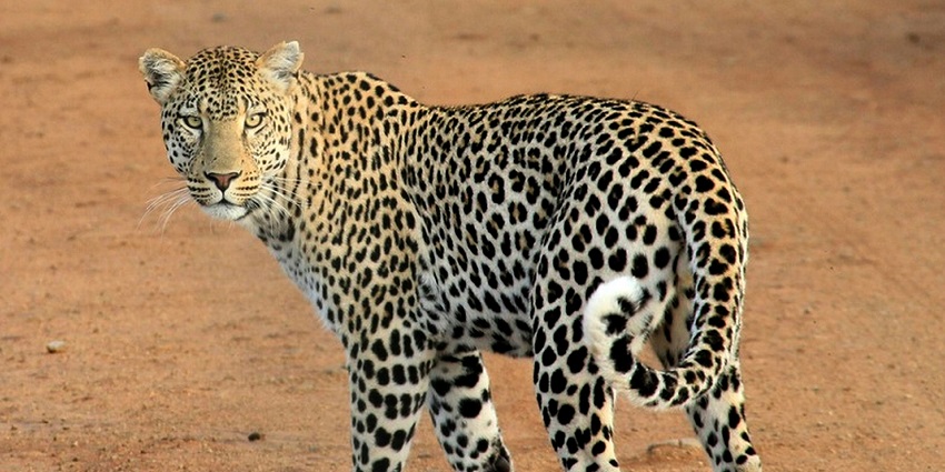 Ralamandal Wildlife Sanctuary, one of the popular places to visit in Indore for adventure