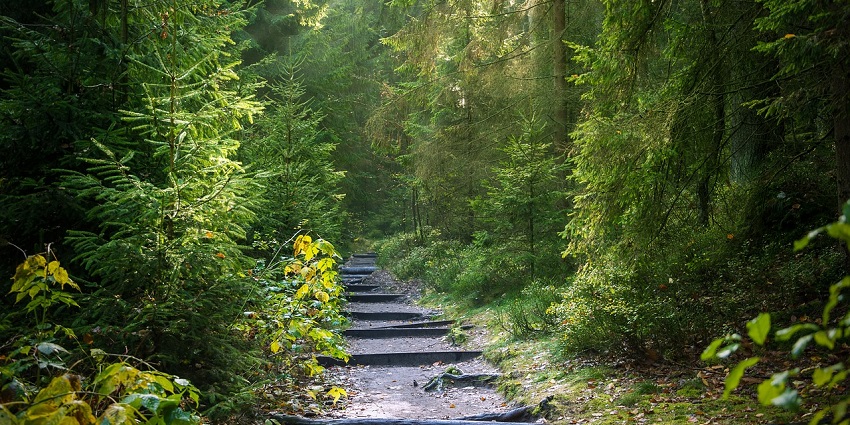 A picture of dense forest trail of Ram Gadi, one of the haunted places in Thane