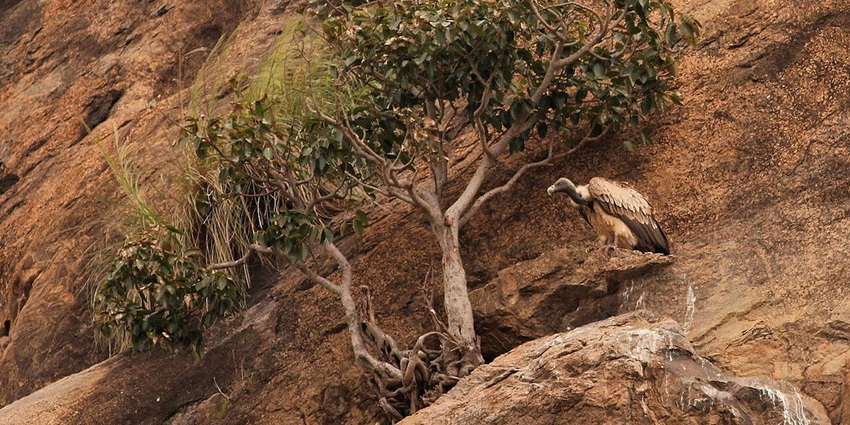 Image of a Indian Vulture at Ramanagara, Karnataka view from the top - best for trekking