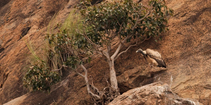 A vulture at Ramanagara, one of the top places to visit near Bangalore within 200 km.
