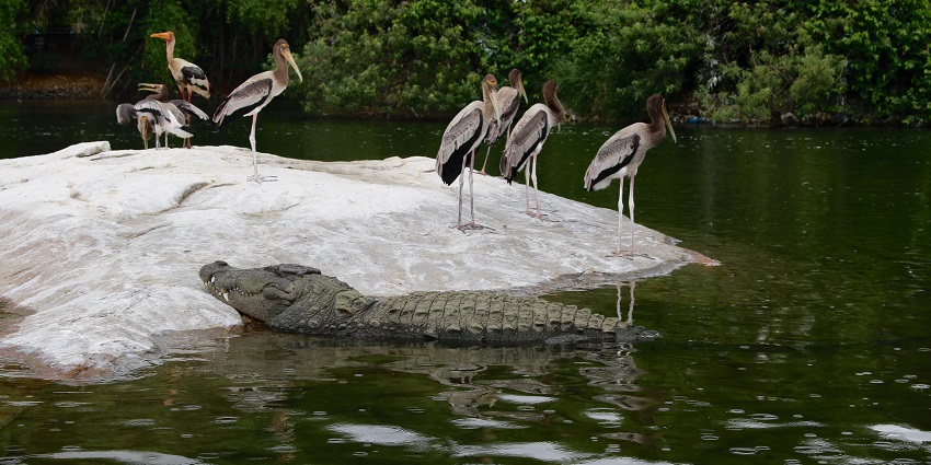 Birds enjoying near painted storks in the rainy Ranganathittu Bird Sanctuary in the day.