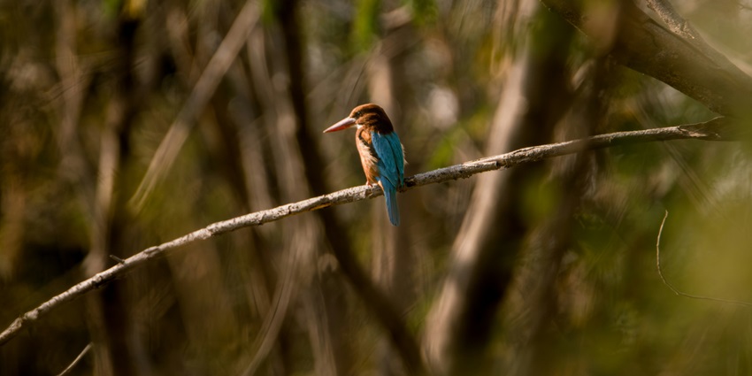 A kingfisher spotted at the Ranganathittu Bird Sanctuary, a hotspot in Karnataka.