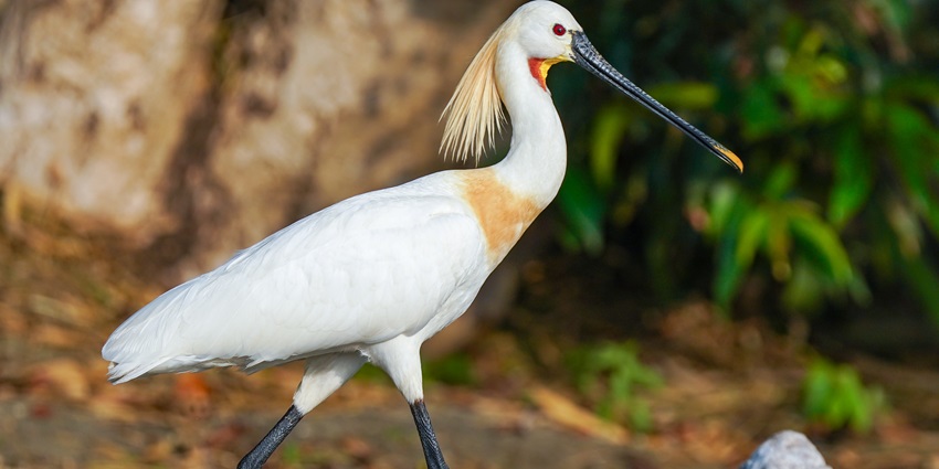 Explore the diverse flora and fauna at Ranganathittu Bird Sanctuary in the Mandya District.