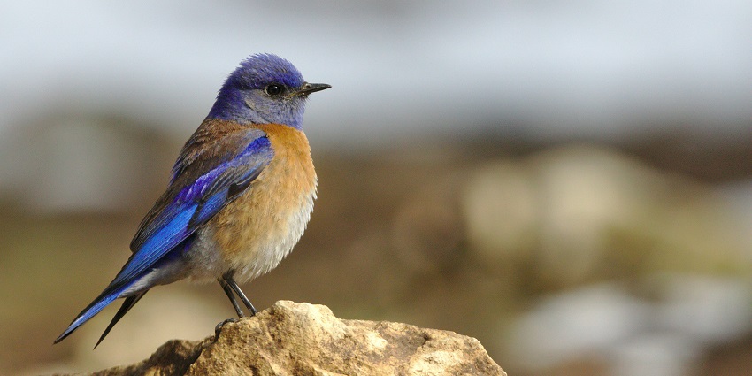 Ranganathittu Bird Sanctuary features vibrant birdlife, scenic views, and tranquility.