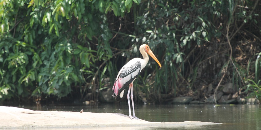 Ranganathittu Bird Sanctuary