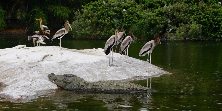 It is the largest bird sanctuary in the state and home to migratory birds