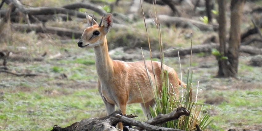 A rare sighting of a four-horned antelope, at Rangayyanadurga Four-Horned Antelope Sanctuary.