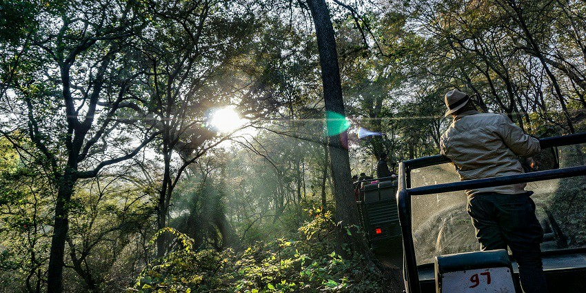 Tiger resting at Ranthambore National Park in Rajasthan for every traveller to witness.