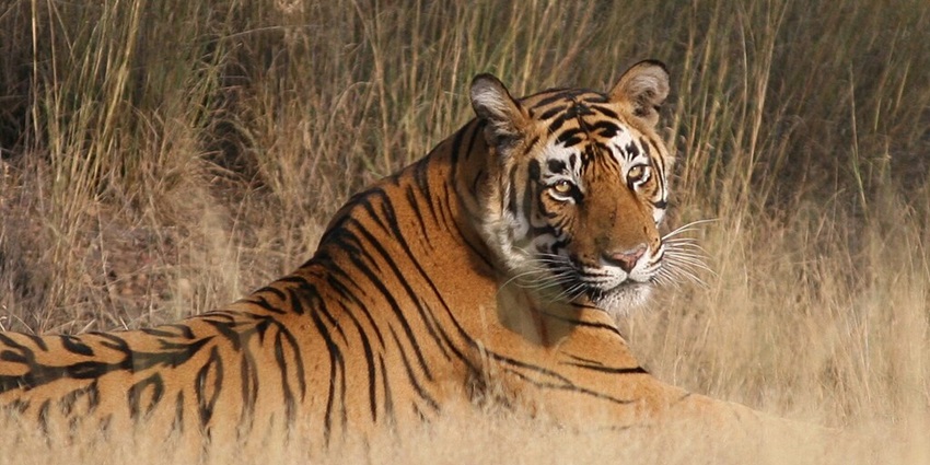 Ranthambore National Park features diverse wildlife, including tigers and leopards.