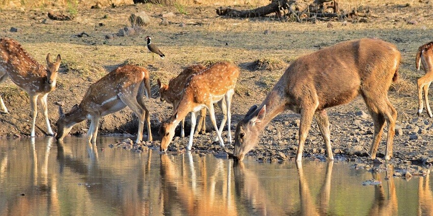 Ranthambore National Park is among the best places to visit in Rajasthan in November.
