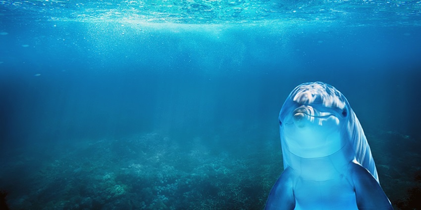 A dolphin swimming in a Marine museum with clear blue waters all around.