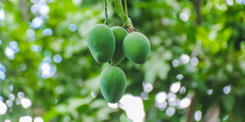 Belapur Mango Garden offers a tranquil and refreshing escape away from the city.