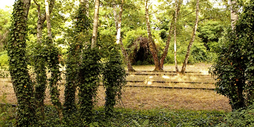 A picture of tall trees and lush greenery at the Ajmera Bhagto Park, a great place for a picnic.