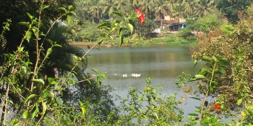 Scenic view of Pilikula Lake in Mangalore surrounded by trees and calm waters with lush green surroundings.