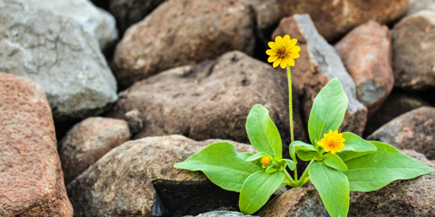 Image of two Yellow Flowers Surrounded by Rocks - perfect for things to do in Kharghar for couples