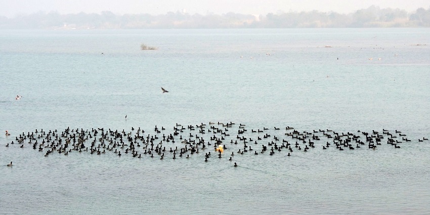 Explore migratory birds at Ropar Wetland - one of the places near Chandigarh for weekend.