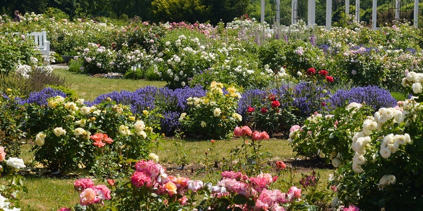 A picture of a beautiful garden with multiple rose plantations blooming all around