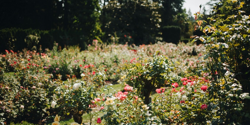 Vibrant garden featuring numerous rose varieties and lush green exquisite pathways.