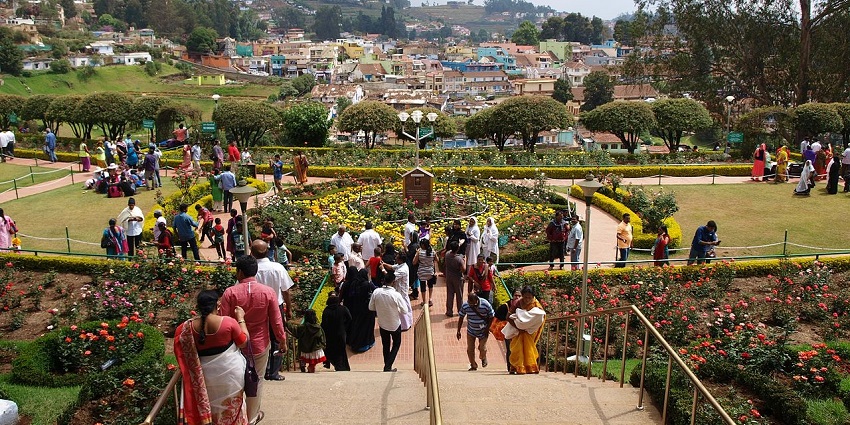 Vibrant rose garden in Ooty, showcasing a variety of colourful roses and greenery
