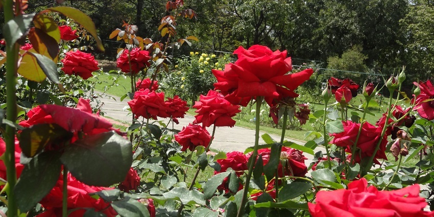 An astonishing view of the Rose Garden decked with lush greenery and blooming flowers.