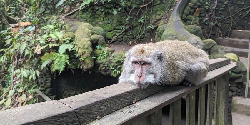 An image of a monkey resting on a wooden railing in a Sacred Monkey Forest Sanctuary.