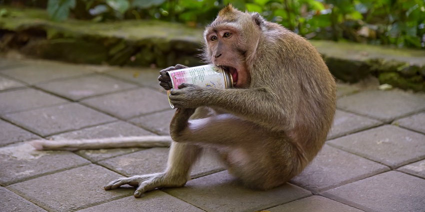 A monkey relaxing and having fun at Sacred Monkey Forest Sanctuary.