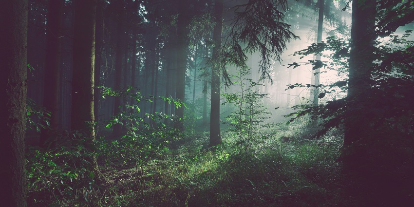 A glimpse of the lush green dense forests of serene Sadhana Forest in Tamil Nadu.