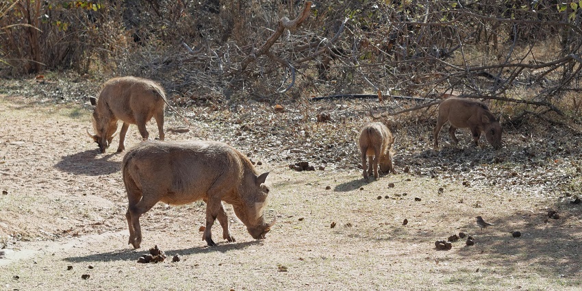 A lively team of hogs foraging on the grassland similar to Sagareshwar Wildlife Sanctuary!