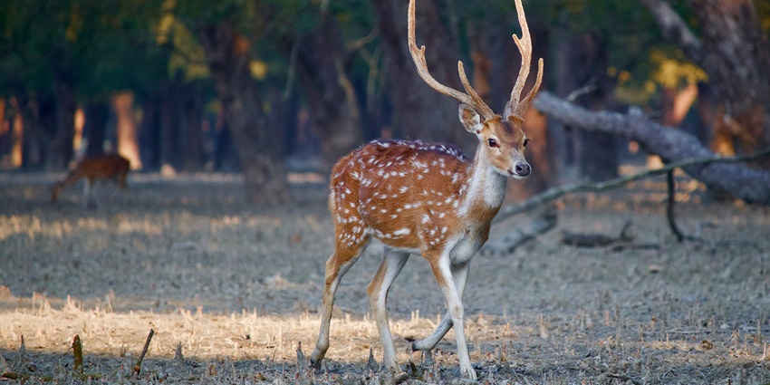 Witness the diverse wildlife at Sagareshwar Wildlife Sanctuary, one of the places to visit in Sangli.