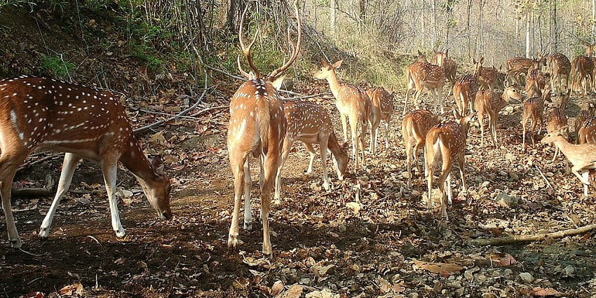 Sagareshwar Wildlife Sanctuary is a vibrant haven for diverse wildlife.