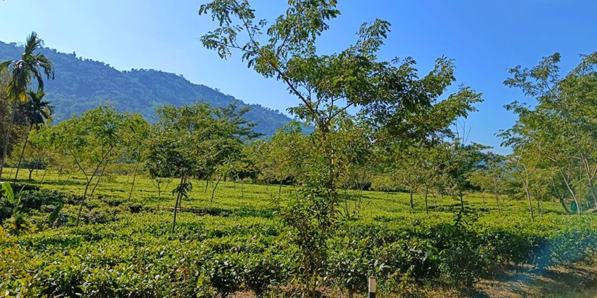 Lush greenery similar to the ever refreshing and relaxing Sailani resort in Khandwa