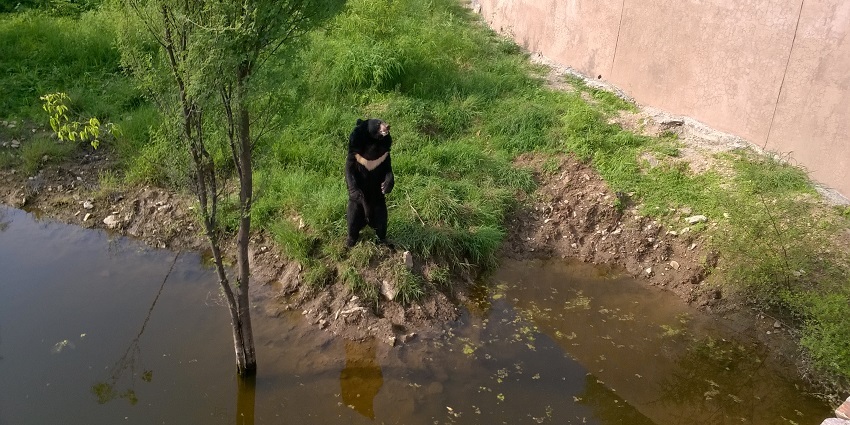 A bear standing on its hind legs with its front paws raised in the park near the water