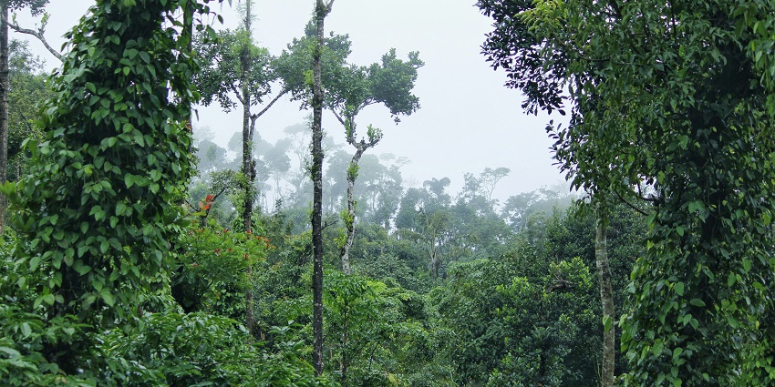 Scenic view of Sakleshpur with lush hills and vibrant landscapes under a blue sky.