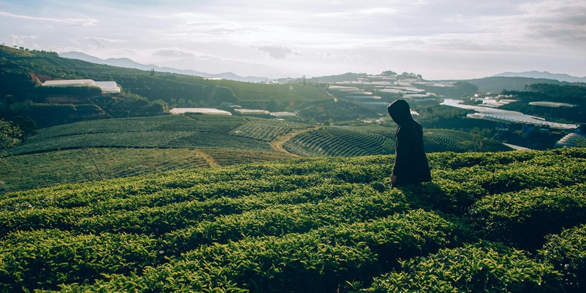 The coffee plantations in Sakleshpur offer fresh brews straight from the source.
