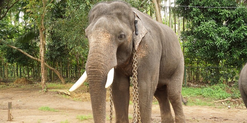 Sakrebailu Elephant Camp which is one of the place to visit near Shimoga in Karnataka.